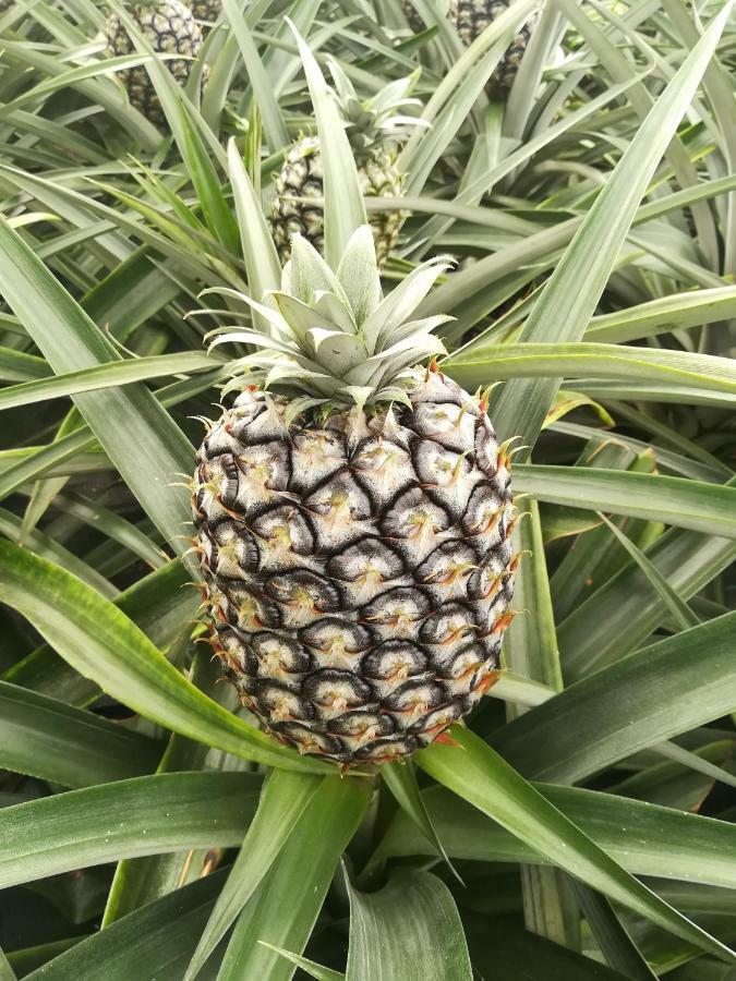 Pineapple Studio ポンタ・デルガダ エクステリア 写真