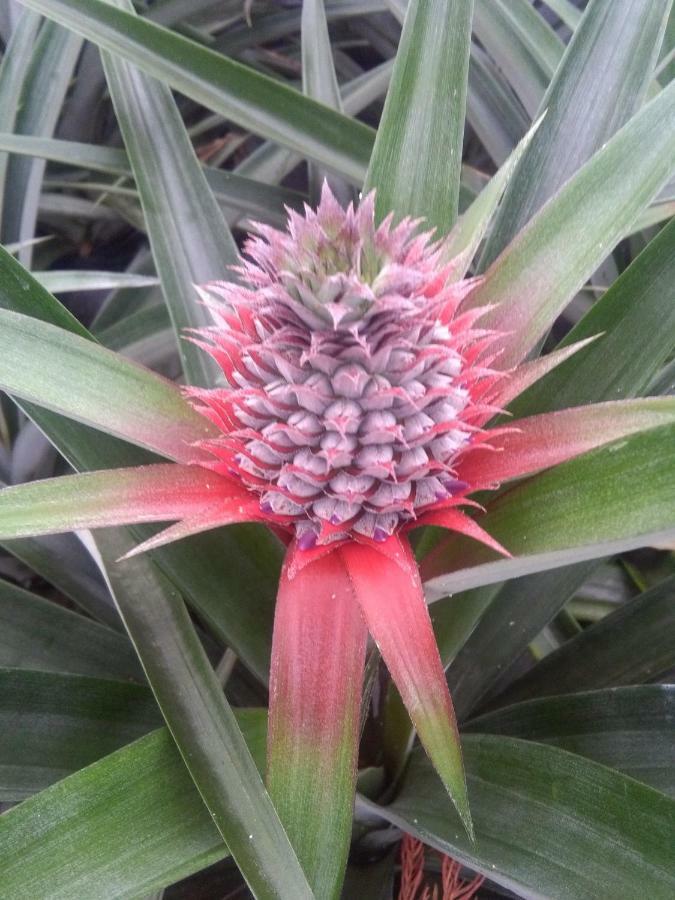 Pineapple Studio ポンタ・デルガダ エクステリア 写真